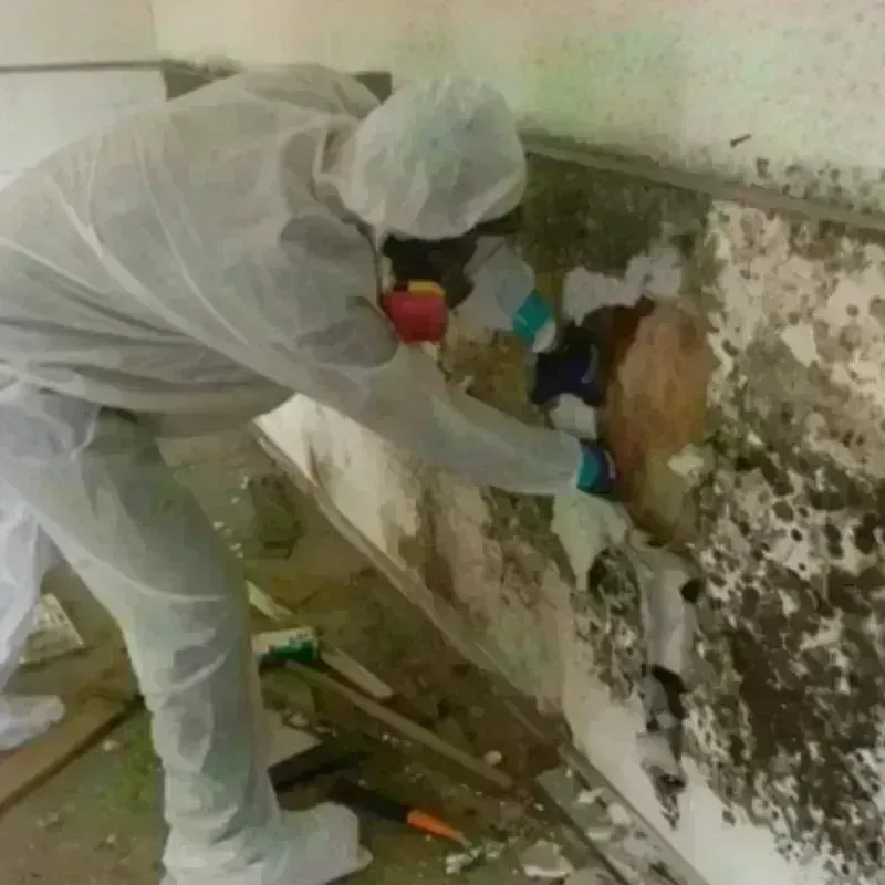 Mold Remediation and Removal in McArthur, OH